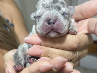 Cuccioli bulldog francese