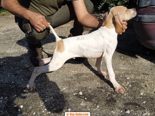 Pointer inglese cucciolo