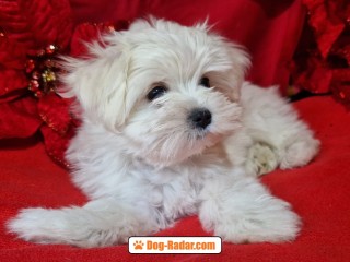 Cuccioli maltese coreano con pedigree