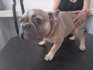 Bulldog francese