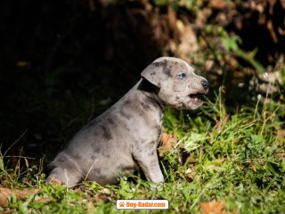 Pitbull terrier americano cuccioli