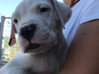 Vendo dogo argentino