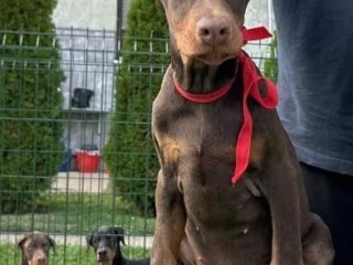 Doberman cuccioli