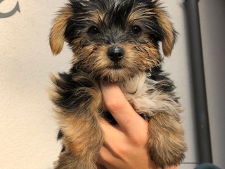 Yorkshire Terrier cuccioli