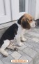 beagle-bellissimi-cuccioli-small-1