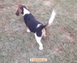 beagle-bellissimi-cuccioli-small-4
