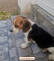 beagle-bellissimi-cuccioli-small-0