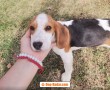 beagle-bellissimi-cuccioli-small-3