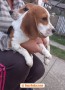 beagle-bellissimi-cuccioli-small-2