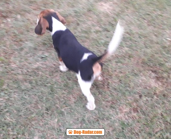 beagle-bellissimi-cuccioli-big-4