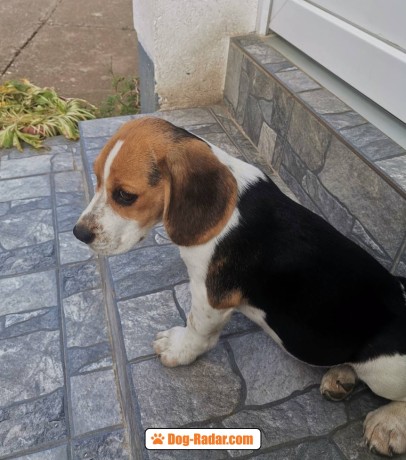 beagle-bellissimi-cuccioli-big-0