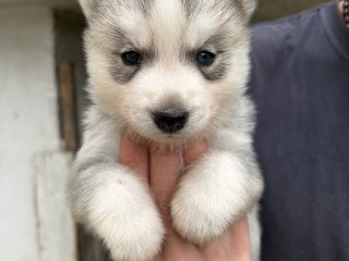 Cuccioli di Siberian Husky