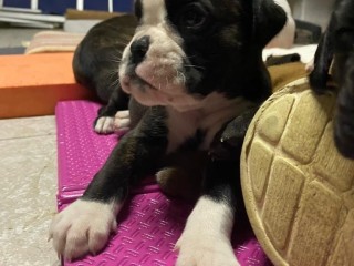 Cuccioli Boxer