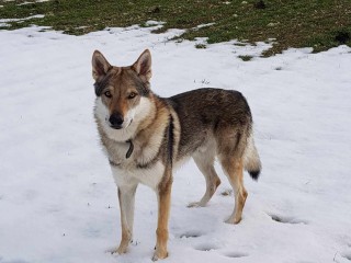 Cane lupo cecoslovacco per monta