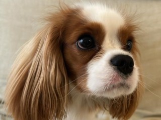 CERCO CAVALIER KING FEMMINA PER ACCOPPIAMENTO