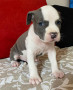 american-staffordshire-terrier-small-0
