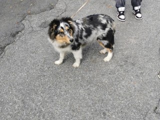 Cuccioli cane da pastore scozzese shetland