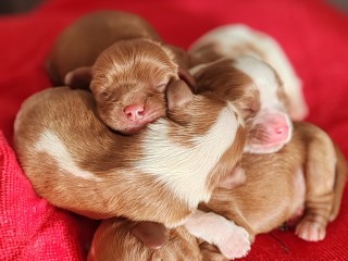 Cuccioli di Cavalier King pedigree ENCI