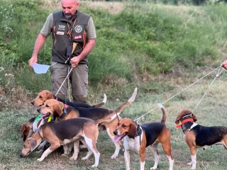 Beagle Harrier