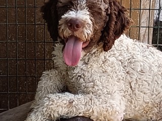 Lagotto