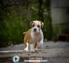 stafford-terrier-americano-cuccioli-small-2