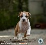 stafford-terrier-americano-cuccioli-small-5