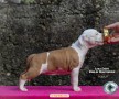 stafford-terrier-americano-cuccioli-small-1