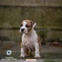 stafford-terrier-americano-cuccioli-small-4