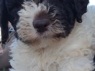 Lagotto romagnolo con pedigree ENCI