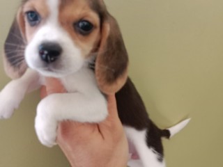 BEAGLE BEAGLE BEAGLE