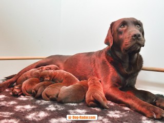 Labrador cuccioli