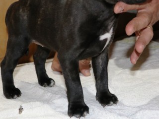 Cuccioli di staffordshire bull terrier