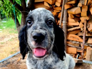 Cuccioli Setter inglese