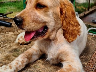 Cuccioli setter inglese