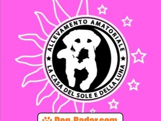 Allevamento Labrador Retriever ENCI/FCI