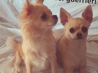 Cuccioli chihuahua