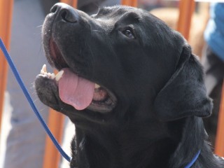 LABRADOR RETRIVER