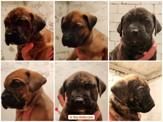 Cuccioli di Presa Canario