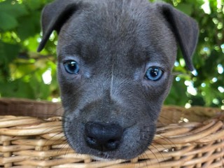 Amstaff cuccioli