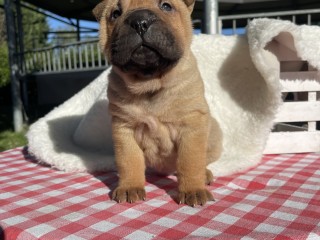 Shar Pei alta genealogia per Natale