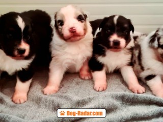 Cuccioli australian shepherd pastore australiano