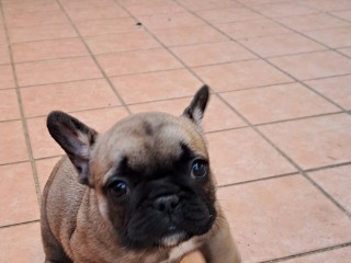 Femmina bouledogue francese pedigree enci