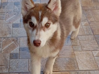 Siberian Husky