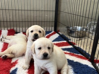 Cuccioli di Labrador