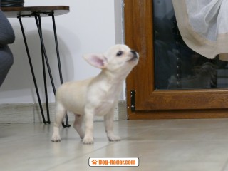 Chihuahua maschio pedigree ENCI