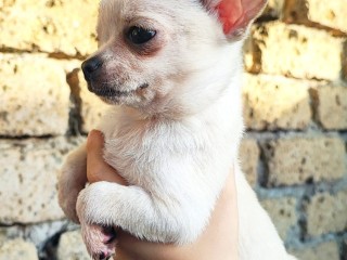 Chihuahua dolcissimo