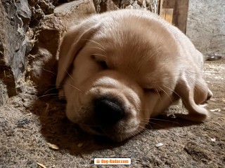 Cuccioli Labrador Retriever