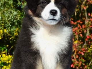 Miniature american shepherd