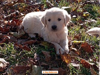 Cuccioli Golden Retriever