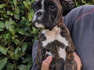 Cuccioli boxer tigrati